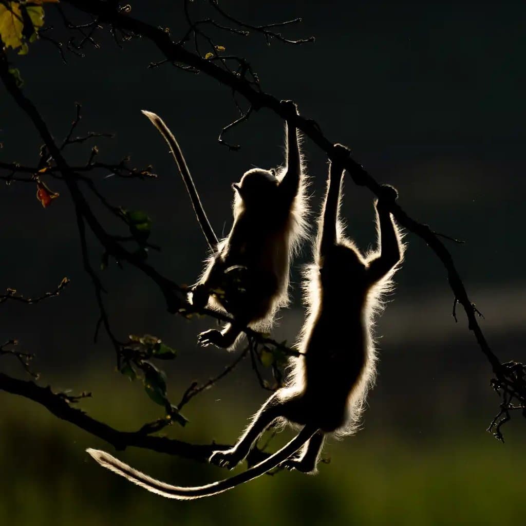 Wildlife retreat moment