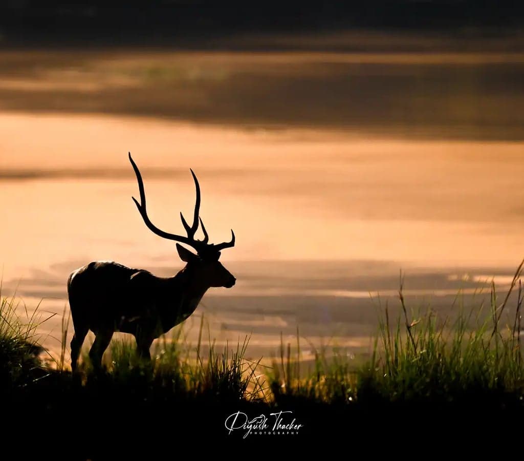 Wildlife retreat moment