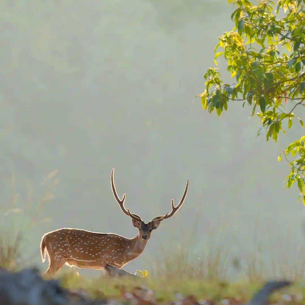 Wildlife retreat moment