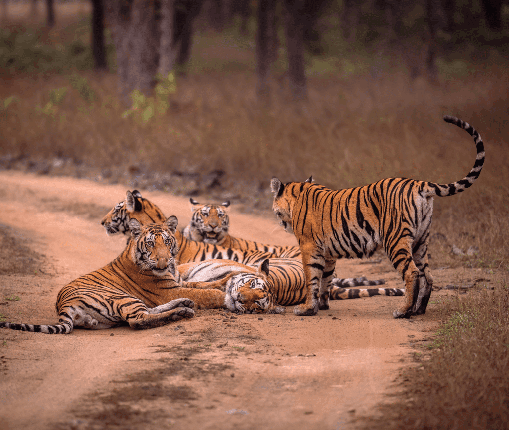 Wildlife retreat moment