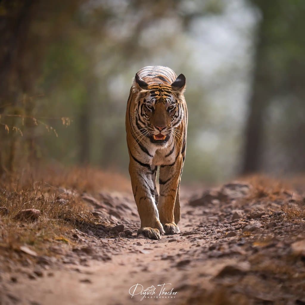 Wildlife retreat moment