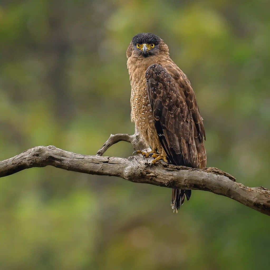 Wildlife retreat moment