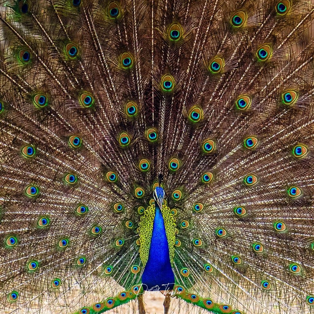 Wildlife retreat moment