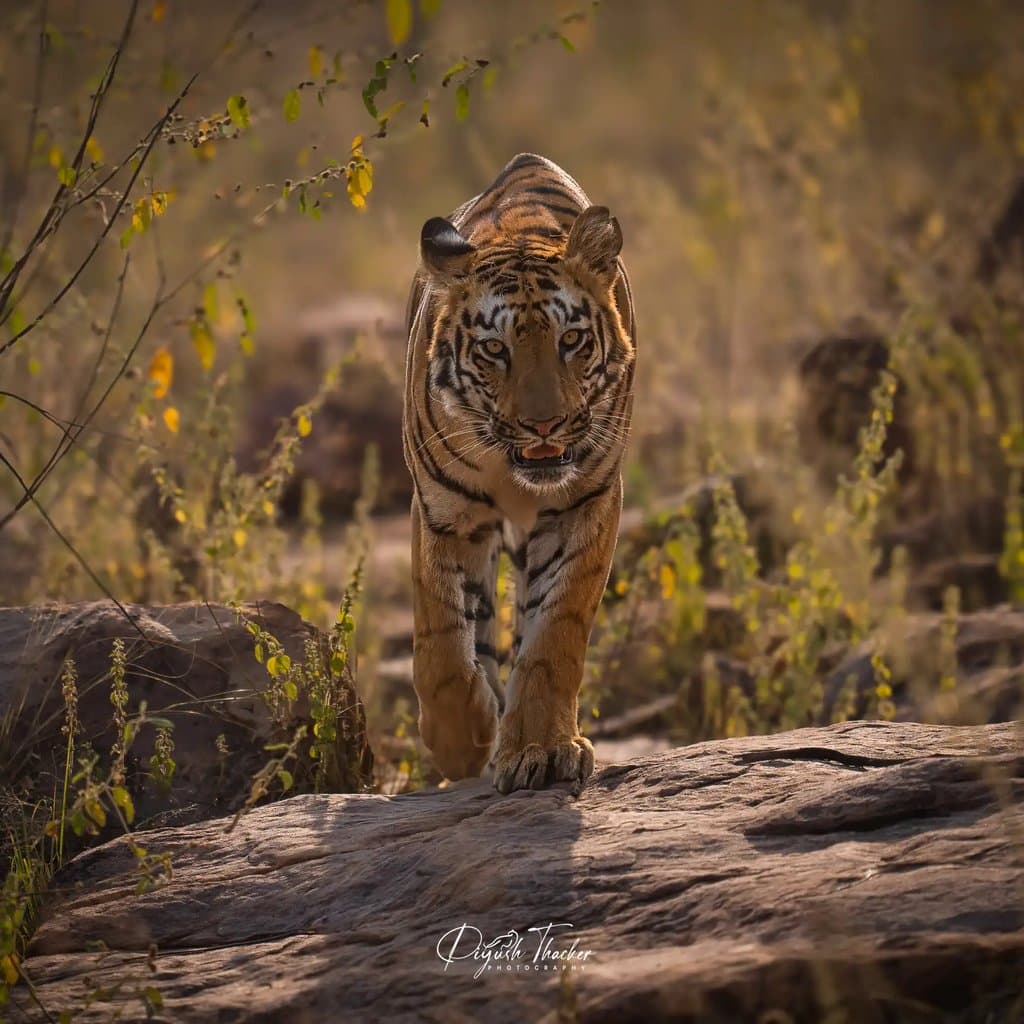 Wildlife retreat moment