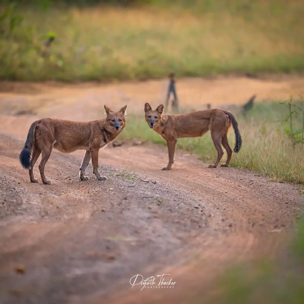 Wildlife retreat moment
