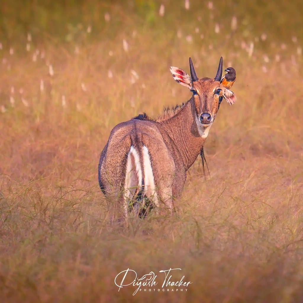 Wildlife retreat moment