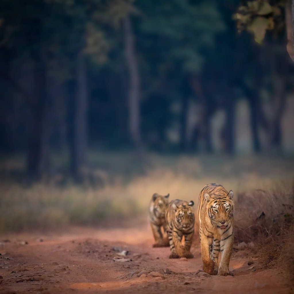 Wildlife retreat moment