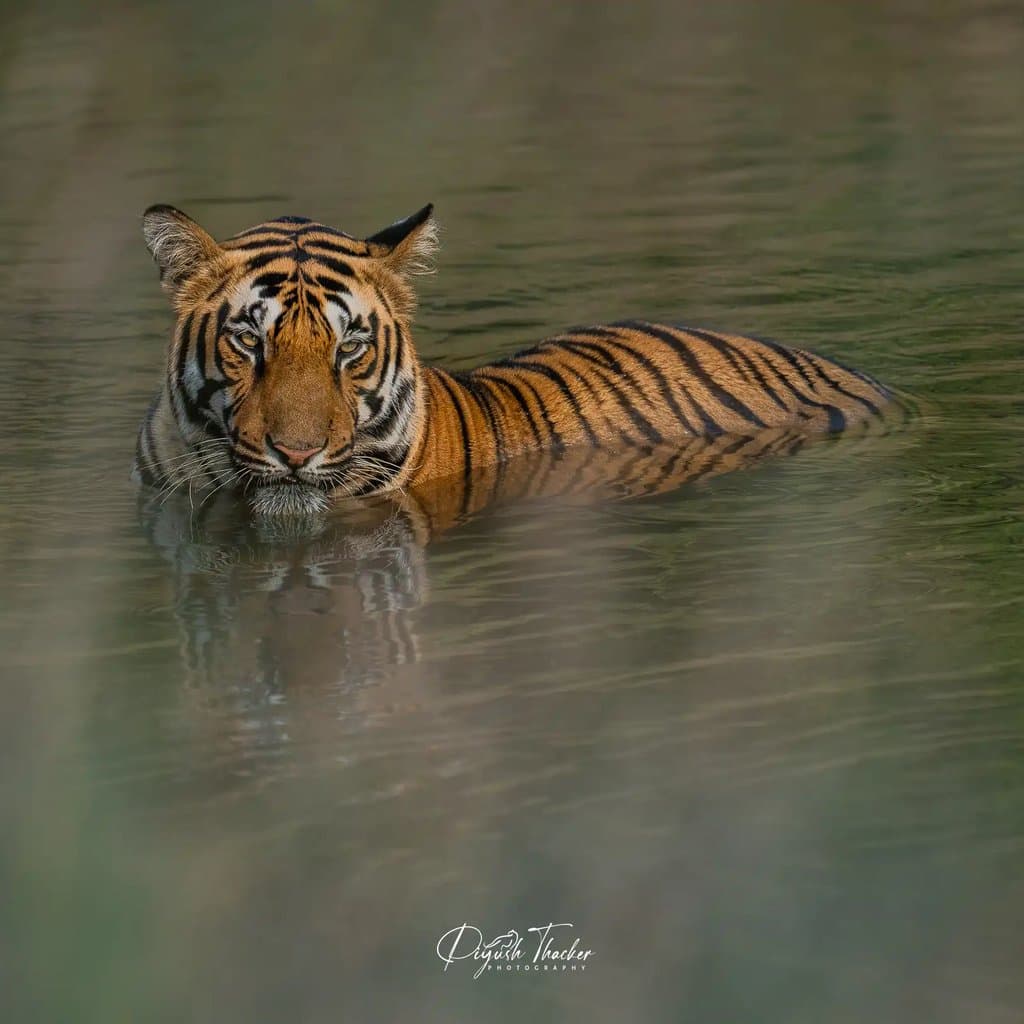 Wildlife retreat moment